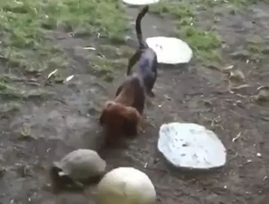 Hài hước cảnh chó và rùa rủ nhau chơi đá bóng trong sân vườn